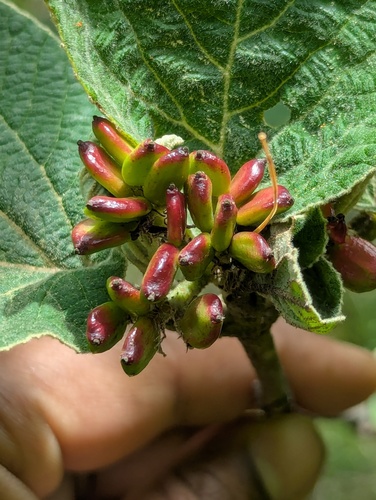 Indian wayfaring tree (Viburnum cotinifolium)