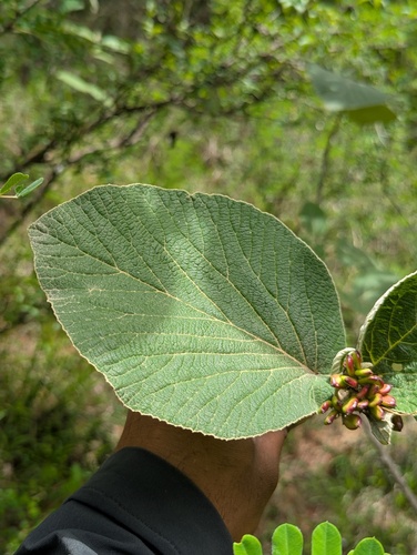 Viburnum cotinifolium, photograph 2