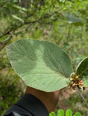 (c) Sagnik Dutta Roy, some rights reserved (CC BY) Viburnum cotinifolium, photograph (c) Sagnik Dutta Roy, some rights reserved (CC BY)