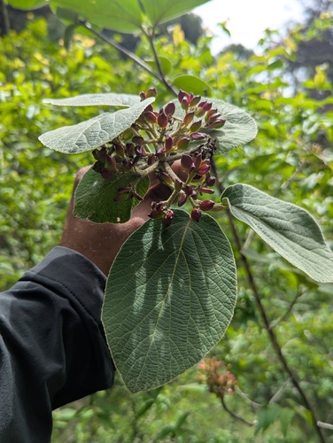 Viburnum cotinifolium, photograph 4