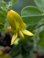 Caragana brevispina