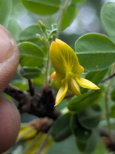 Caragana brevispina, photograph 2