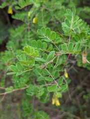 Caragana brevispina, photograph (c) Sagnik Dutta Roy, some rights reserved (CC BY)