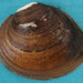 Round Pearlshell - Photo (c) Dan Johnson, some rights reserved (CC BY), uploaded by Dan Johnson