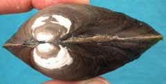 Glebula rotundata