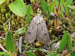Agrotis ruta