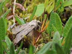 Agrotis ruta