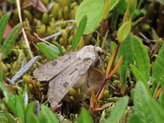 Agrotis ruta