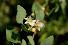 Lycium boerhaviifolium
