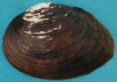 Glebula rotundata