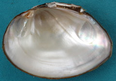 Glebula rotundata