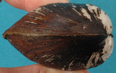 Glebula rotundata