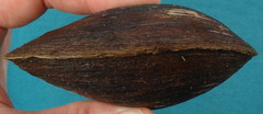 Glebula rotundata