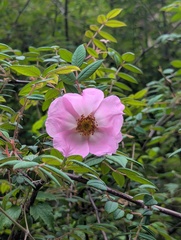 Rosa macrophylla, photograph (c) Sagnik Dutta Roy, some rights reserved (CC BY)