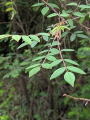 Rosa macrophylla, photograph (c) Sagnik Dutta Roy, some rights reserved (CC BY)