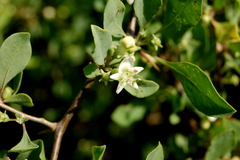 Lycium boerhaviifolium