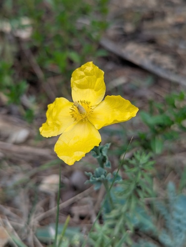Dicranostigma lactucoides, photograph 6