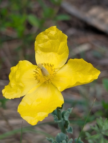 Dicranostigma lactucoides, photograph 5
