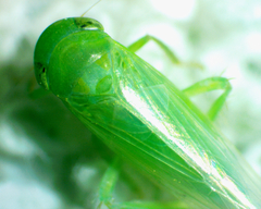 Chlorotettix viridius