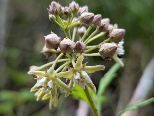 Heart-Leaf Swallow-Wort (Vincetoxicum auriculatum)