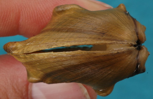 Three-horn Wartyback