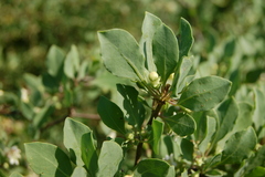 Lycium boerhaviifolium