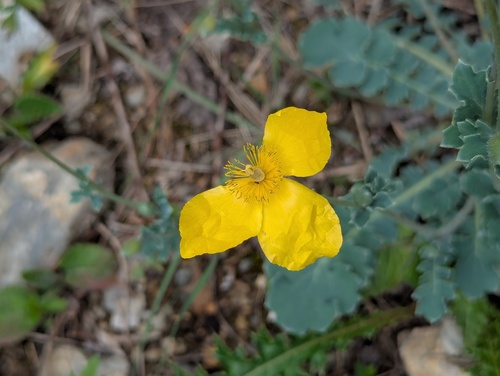 Dicranostigma lactucoides