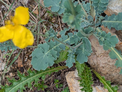 Dicranostigma lactucoides, photograph 1