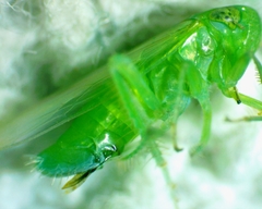 Chlorotettix viridius