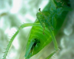 Chlorotettix viridius