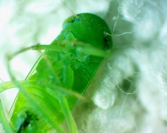 Chlorotettix viridius