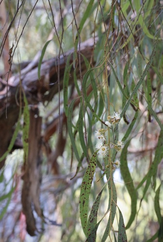 Eucalyptus nicholii, 2025-07-16