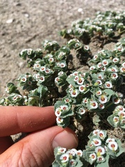 Euphorbia leucophylla