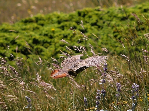 Gray Partridge