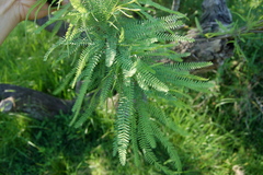 Prosopis alba