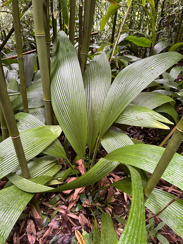 Curculigo capitulata observed 2025-07-17