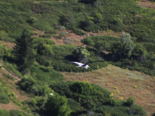 Grey Heron