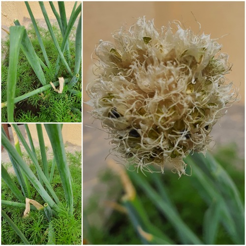 Allium altaicum (Allium altaicum)