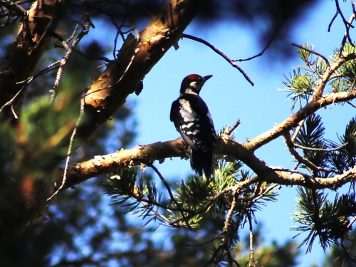 Great Spotted Woodpecker