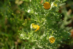 Hymenoxys anthemoides