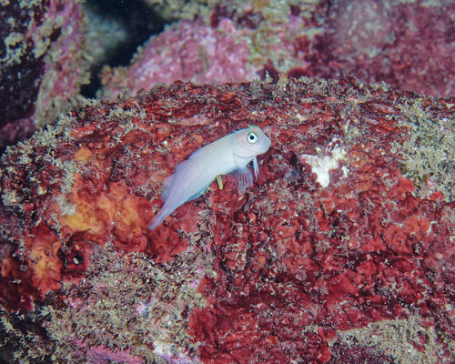 Cirripectes variolosus observed 2025-06-05