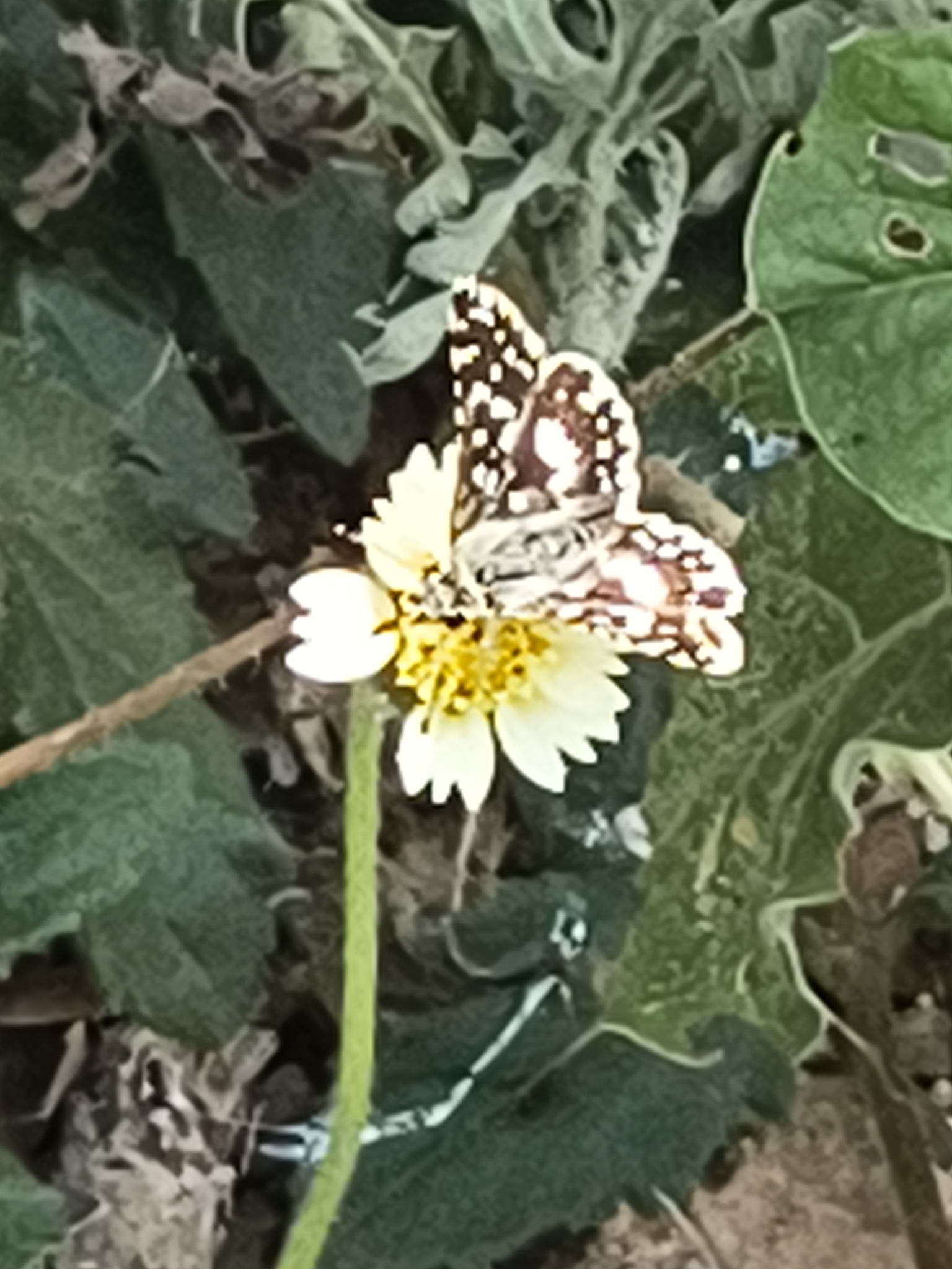 Asian Grizzled Skipper