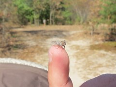 Microcentrus perditus