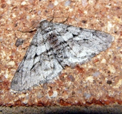 Phigalia titea