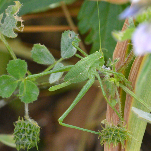 Sardinian Striped Bush-cricket