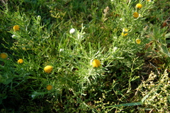 Hymenoxys anthemoides