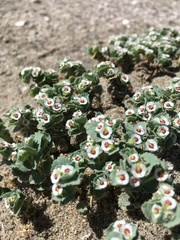 Euphorbia leucophylla