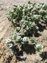 Euphorbia leucophylla