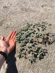 Euphorbia leucophylla