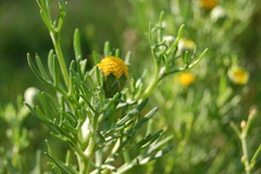Hymenoxys anthemoides